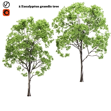 Eucalyptus Grandis Tree Duo: High-Poly Beauty 3D model image 1 