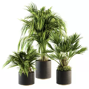 Tropical Paradise: Indoor Palm Set 3D model image 1 