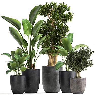 Tropical Plant Collection: Exotic Indoor & Outdoor Greenery 3D model image 1 