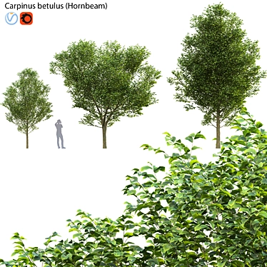 Carpinus Betulus: 3D Tree Model 3D model image 1 