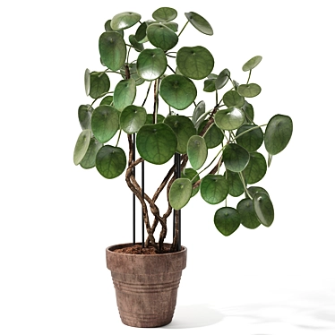 Trendy Pilea Peperomioides Set 3D model image 1 