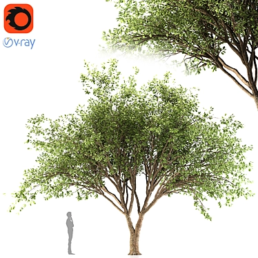 Fragrant Chinese Stewartia Tree 3D model image 1 