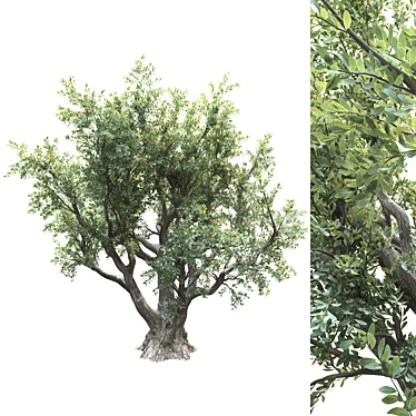 Lush Olive Landscape Tree 3D model image 1 