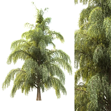 Russian Pine Tree for Gorgeous Landscape 3D model image 1 