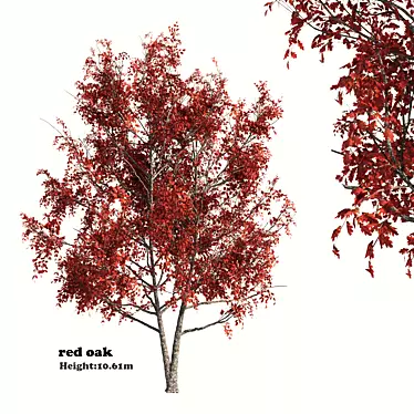 Title: Red Oak Tree - Natural Beauty 3D model image 1 