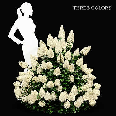 Phantom Hydrangea: Exquisite Blooms for Your Garden 3D model image 1 