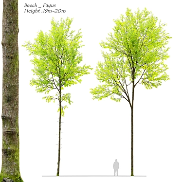 European Beech Tree - Vray and Corona Materials 3D model image 1 