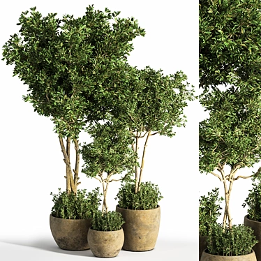 Evergreen Indoor Plant Set 25 3D model image 1 