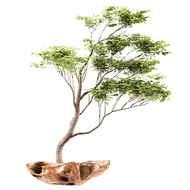 Polys Bonsai Set: 953,123 3D model image 1 