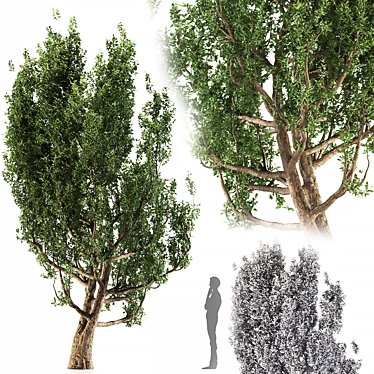 European Black Alder: Classic European Tree 3D model image 1 