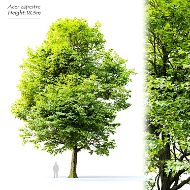 Field Maple Tree: Vray & Corona Ready 3D model image 1 