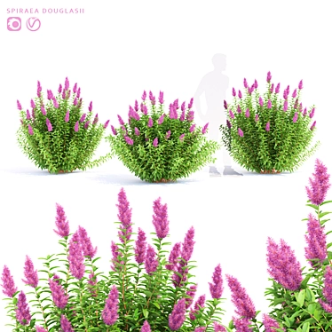 Douglas Spirea Bushes | Spiraea douglasii 3D model image 1 