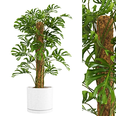 - Lush Monstera Plant: Indoor Greenery 3D model image 1 