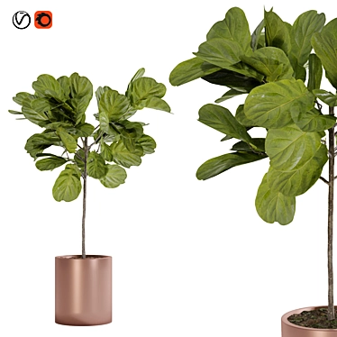 Modern Style Fiddle Fig Ficus Tree 3D model image 1 