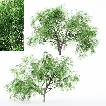 Dual Mesquite Blossoms: Nature-inspired 3D Models 3D model image 1 