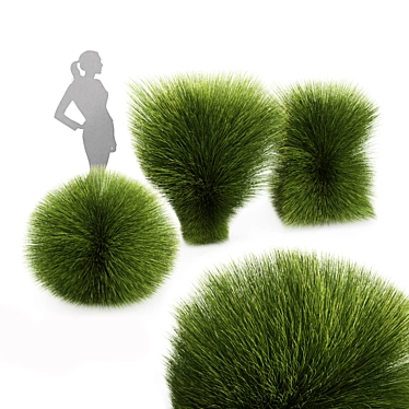 Elegant Maiden Grass for Landscaping 3D model image 1 