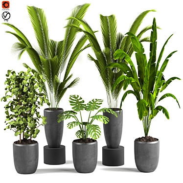Exotic Indoor Houseplants For Stylish Interiors 3D model image 1 