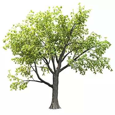 18m Corona Render Tree for Landscaping 3D model image 1 