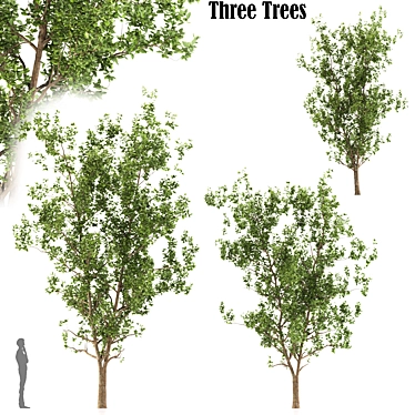 Terminalia Catappa Tree - 3 Sizes 3D model image 1 