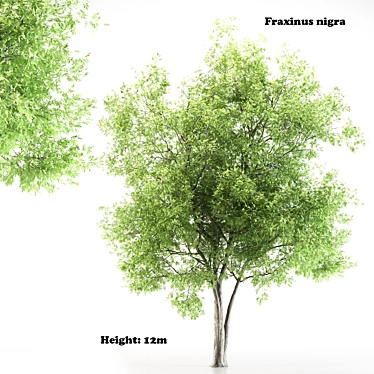 Black Ash Tree - Height 12m 3D model image 1 