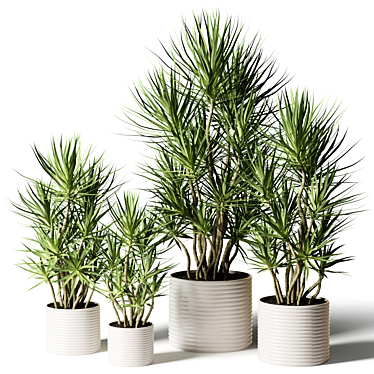 Dracaena in assortment