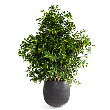 Houseplant Dark Green