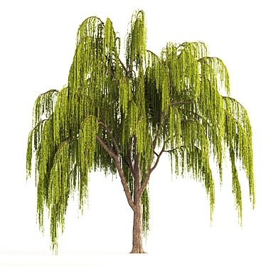 Graceful Weeping Willow Tree 3D model image 1 