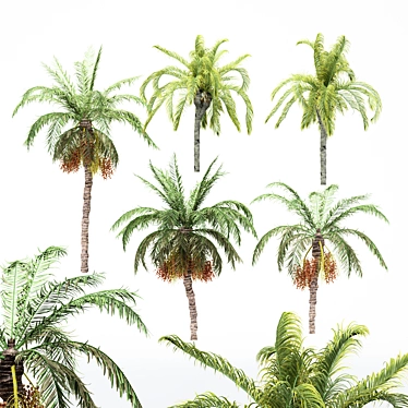5-in-1 Majestic Date Palm & Queen Palm Tree 3D model image 1 