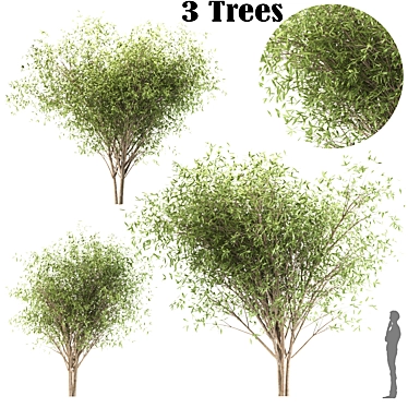 Fragile Willow Trio: 3 Sizes 3D model image 1 
