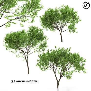  Trio of Laurus nobilis 3D model image 1 