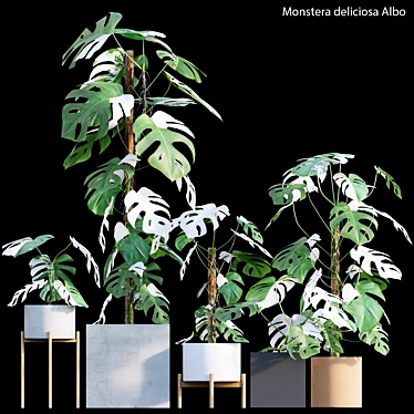 Rare Monstera Deliciosa Albo - Var 3D model image 1 