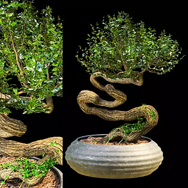 Serene Bonsai Sculpture 3D model image 1 