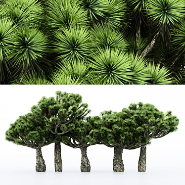 Variety of Dracaena Trees - 5 Different Sizes 3D model image 1 