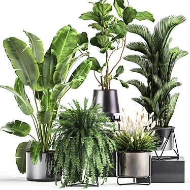 Exotic Plant Collection: Palms, Ferns, and Bananas 3D model image 1 