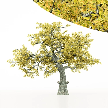 Autumn Oak Tree 3D Model 3D model image 1 