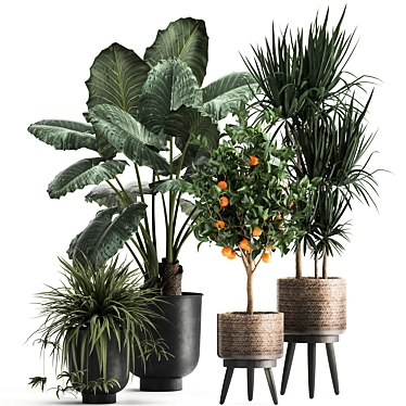 Exotic Plant Collection: Alocasia, Dracaena, Citrus 3D model image 1 