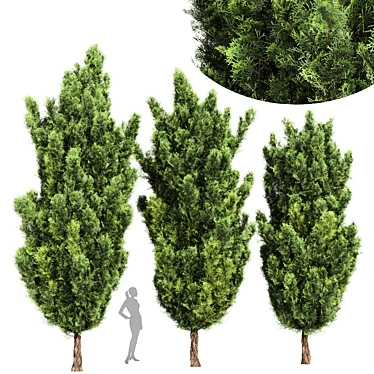 Italian Cypress 3D Trees 3D model image 1 