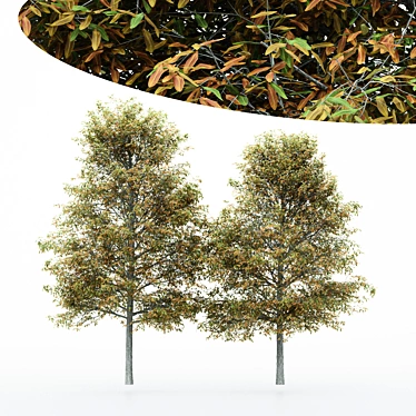 Shingle-Oak: Fall Foliage Tree 3D model image 1 