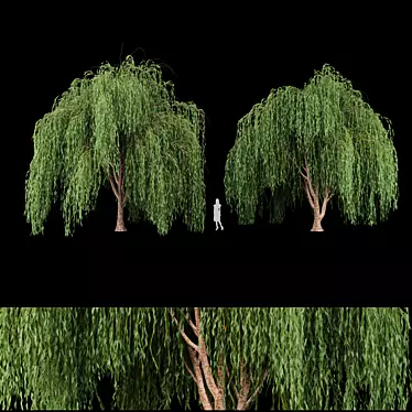 Premium Willow Tree Collection 3D model image 1 