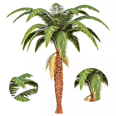 Exquisite Palm Tree Model 3D model image 1 