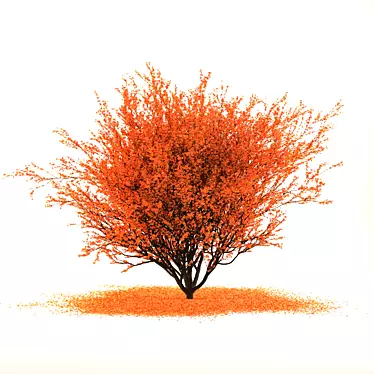 Japanese Red Maple: 2017 VRay 3D Model 3D model image 1 