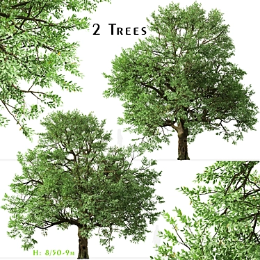 Amur Cork Tree Set (2 Trees) 3D model image 1 