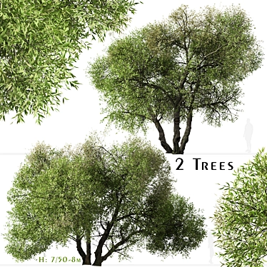 Arroyo Willow Set: 2 Salix lasiolepis Trees 3D model image 1 