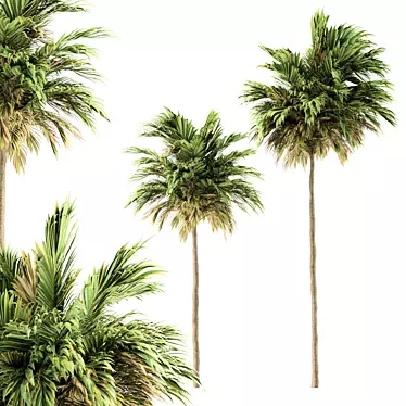 Green Palm Tree Set - Two Sizes 3D model image 1 
