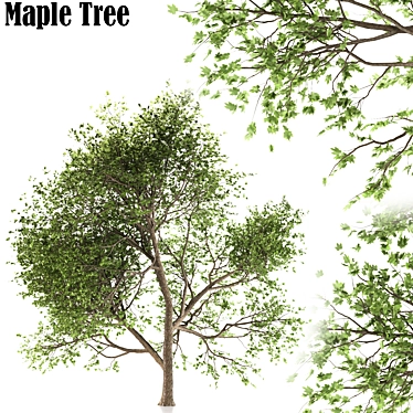Maple Tree: Acer Genus, 132 Species 3D model image 1 