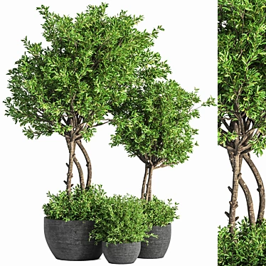 Evergreen Indoor Plant Set 41 3D model image 1 