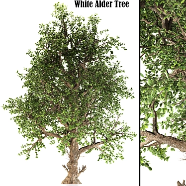 White Alder Tree: Native Beauty 3D model image 1 