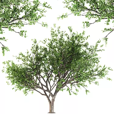 Tang Dynasty Loquat Tree 3D model image 1 