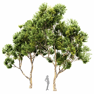 Sydney Blue Gum 2 Trees: High-Quality 3D Models 3D model image 1 