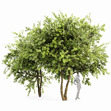 Water Gum Tree Duo - 3D Model 3D model image 1 